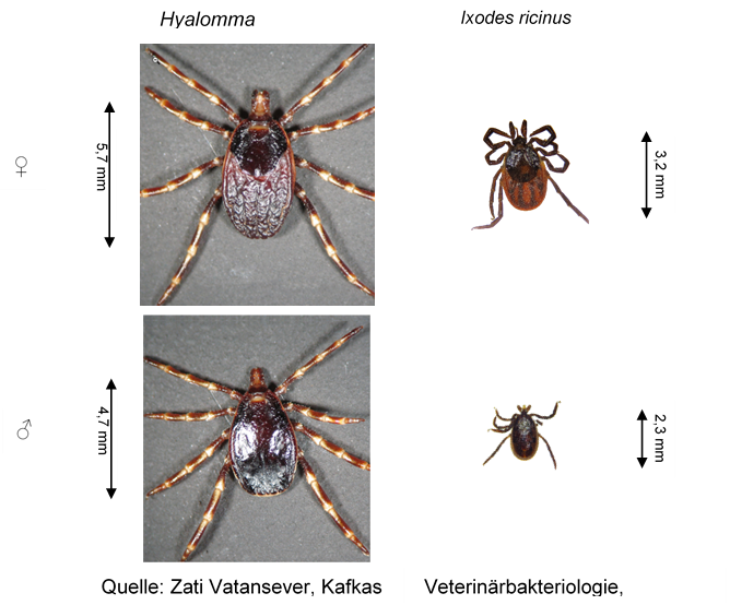 Hyalomma marginatum afbeelding